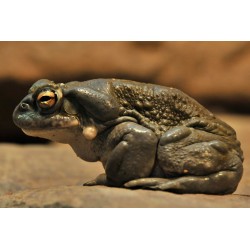 copy of sapito bufo alvarius