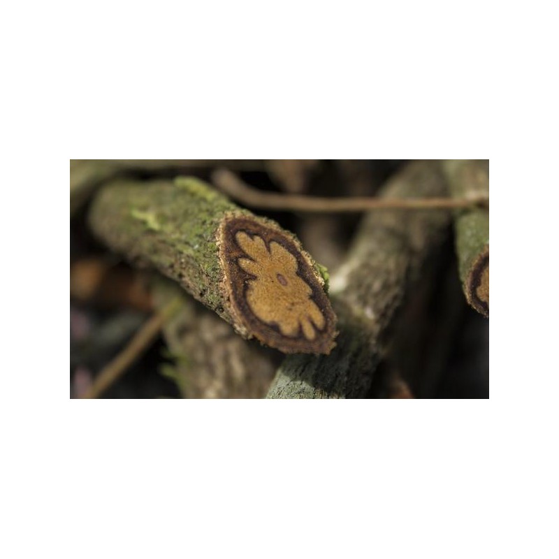 copy of MICRODOSIS DE AYAHUASCA
