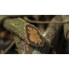 copy of MICRODOSIS DE AYAHUASCA
