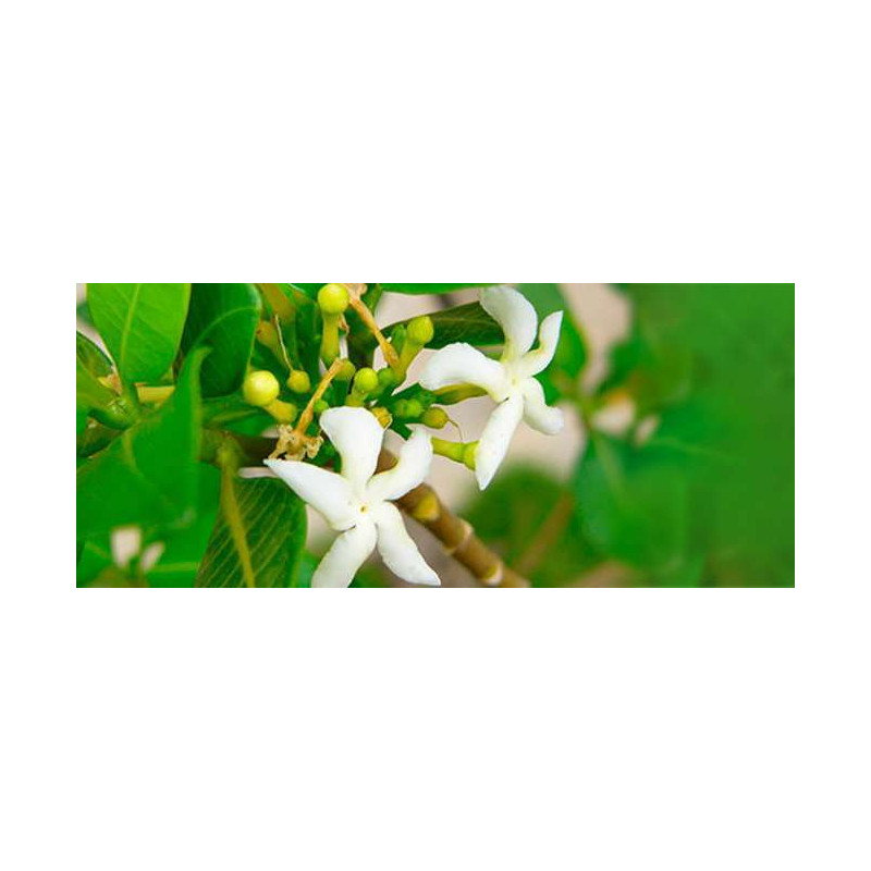 sananga 5 ml muy fuerte